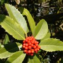 Ilex x koehneana 'Chestnut Leaf fruits